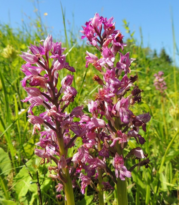 Orchis militaris - soikkokämmekän kukintotähkä on yleensä 5-15 cm pitkä ja tiheähkö. Sen koosta riippuen kukkia on tavallisesti 15-60. Kuvan kukintotähkissä kukkien lukumäärä on yli 40. A, Vårdö 10.6.2014. Copyright Hannu Kämäräinen.