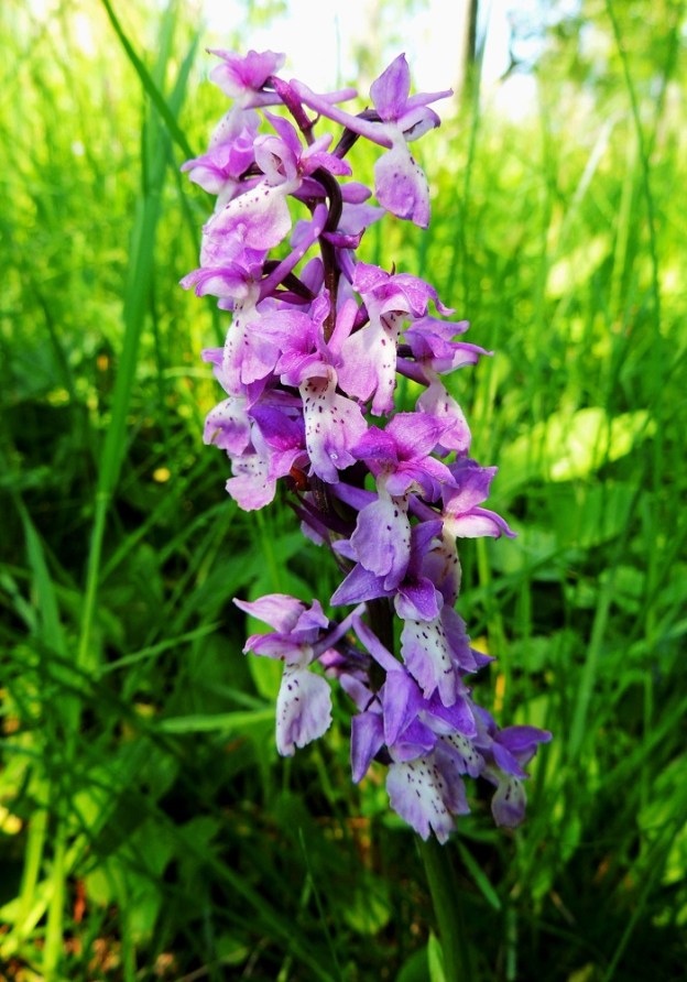 Orchis mascula - miehenkämmekän kukkien muuntelevuus värin lisäksi näkyy myös muodoissa. Kuvan yksilön huulet ovat raskastekoiset sivuliuskojen riippuessa kuin norsun korvat. Huulen keskiosa ja -liuskakin ovat hieman kaarevan kärsämäiset. A, Lemland, Nåtö, merenrantaan ulottuva luonnonsuojelualue biologisen aseman itäpuolella, 11.6.2014. Copyright Hannu Kämäräinen.