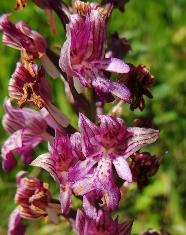 Orchis militaris - soikkokämmekän kukka on hyvin "ihmismäinen". Huulen sivuliuskat kaartuvat kuin käsivarsina. Keskiliuska muodostaa vartalon ja sen kaksihaarainen pää jalat. Haarojen välissä on kärkihammas, jonka halutessaan voi nähdä myös sukupuolitunnuksena. Hetiön ja emiön yhdistävän siitintukun voi mieltää kasvoiksi, joiden ylle kaartuvat kehälehdet muodostavat päähineen. Ainakin Carl von Linné näki kukassa kypäräpäisen sotilaan, koska antoi lajille nimeksi militaris. A, Vårdö 10.6.2014. Copyright Hannu Kämäräinen.