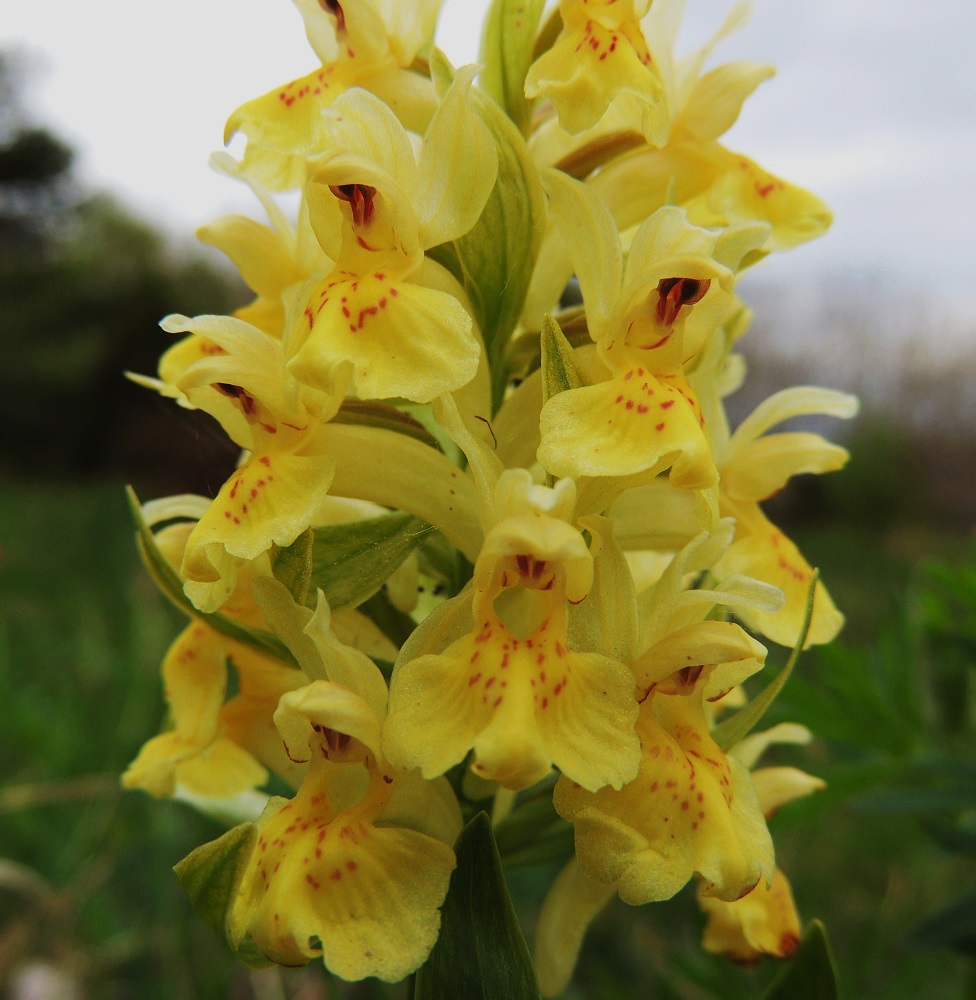 Dactylorhiza sambucina - seljakämmekän keltaisissa kukissa on huulen tyvellä punaisia pilkkuja, jotka voivat myös muodostaa vaihtelevia kuvioita. 26.5.2013. Copyright Hannu Kämäräinen.