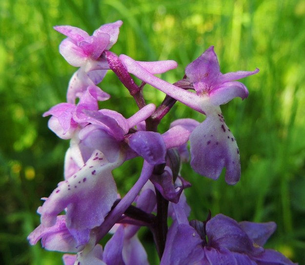 Orchis mascula - miehenkämmekän huulen kannus on ohuehko, yläviisto ja 12-13 mm pitkä. Se on selvästi sikiäintä pitempi. A, Lemland, Nåtö, merenrantaan ulottuva luonnonsuojelualue biologisen aseman itäpuolella, 11.6.2014. Copyright Hannu Kämäräinen.