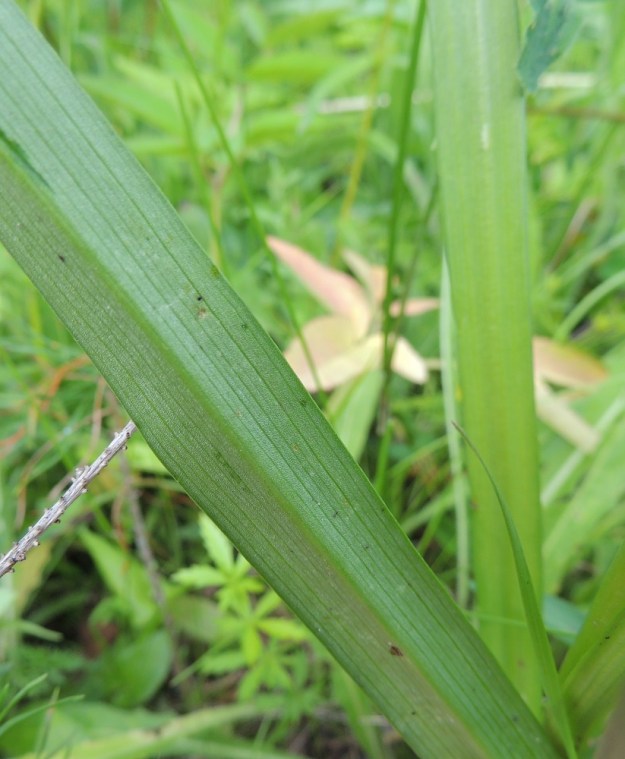 Gymnadenia conopsea subsp. conopsea - ahokirkiruohon lehtien alapinta on yleensä harmahtavanvihreä. ES, Savonlinna, Kerimäki, Hautalahti, Joensuuntien (tie 71) ojaluiska ja laitarinne, 10.7.2015. Copyright Hannu Kämäräinen.