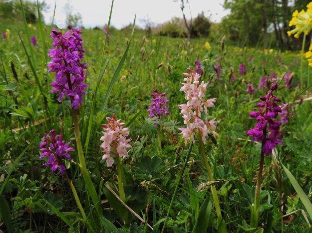 Orchis mascula - miehenkämmekän purppuranpunakukkaisten yksilöiden seassa kasvaa usein, mutta päävärimuotoa huomattavasti niukempana, hennon vaaleanpunakukkaisia varsia. A, Lemland, eteläpää, Herröskatan, luonnonsuojelualue, 26.5.2013. Copyright Hannu Kämäräinen.