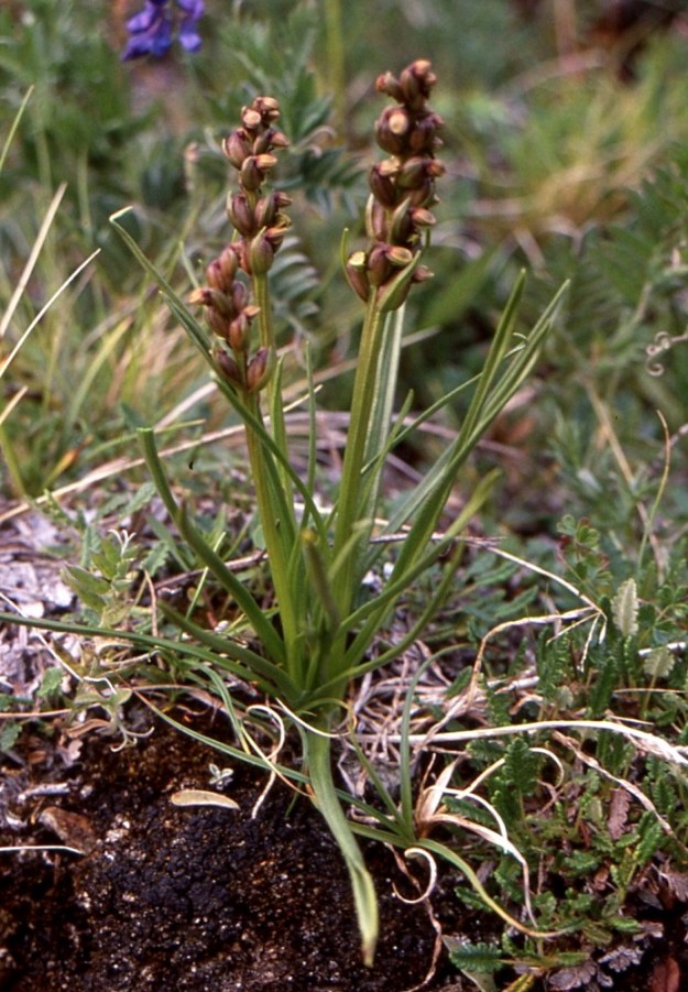 Chamorchis alpina - tunturiorho pystyy siementaimien lisäksi lisääntymään myös kasvullisesti. Jos uusia juurimukuloita kasvaa yhden sijaan kaksi, kuten edellisissä näytekuvissa, niistä molemmista kehittyy uusi yksilö. Näin vuosien saatossa voi syntyä jopa monikymmenvartisia kloonituppaita. Norja, Troms, Skjervøy, Hamneidet, Gjövarden-kalkkitunturi, etelärinne 240-530 m mpy, 12.7.2002. Skannattu diasta. Copyright Hannu Kämäräinen.