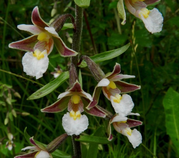 Epipactis palustris - suoneidonvaipan kukissa siitintukun ylimmäisenä kaartuu kookas, keltainen hede, jonka alapuolella sijaitsevat ponnenpuolikkaat ja siitepölymyhkyt. Heteen alapuolella erottuvat molemmat luottipinnat. Kuvassa näkyvät myös kukkien kapeat tukilehdet ja varren yläosan karvaisuus. U, Inkoo, 15.7.2012. Copyright Hannu Kämäräinen.
