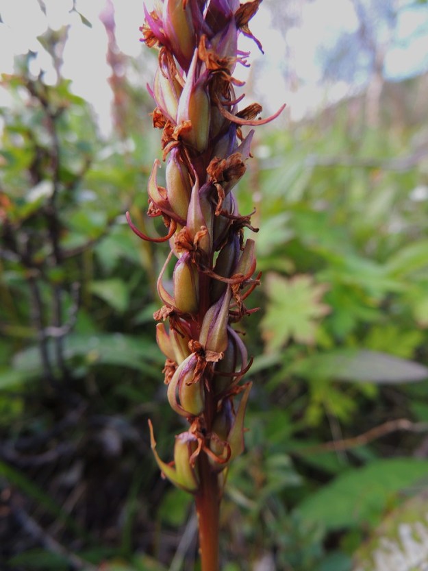 Gymnadenia conopsea subsp. alpina - lettokirkiruohon runsas mesitarjoilu takaa sen, että pitkäkärsäiset pölyttäjät vierailevat paikalla yhä uudelleen, kun kukat kerros kerrokselta avautuvat. Näin tulos on optimaalinen ja suurin osa kukista kehittyy kotahedelmiksi. Kota on pysty, liereä ja vahvasuoninen sekä tavallisesti noin 7-10 mm pitkä ja noin 3 mm paksu. EnL, Enontekiö, Kilpisjärvi, Saanan kaakkoispään lounainen alarinne Käsivarrentien (tie 21) yläpuolella, rinneleton laidassa, 485 m mpy, 16.7.2013. Copyright Hannu Kämäräinen.