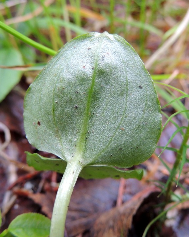 Neottia cordata (Listera cordata) - herttakaksikon lehdet ovat molemmin puolin kaljut, samoin varsi niiden alapuolella. Lehden kärki päättyy usein pieneen nipukkaan. Kn, Puolanka, Väyrylä, Pahajärven eteläpuolella oleva luonnonsuojelualue, puronvarsikosteikko, 12.7.2015. Copyright Hannu Kämäräinen.