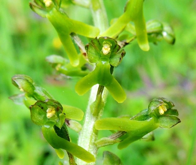Neottia ovata (Listera ovata) - soikkokaksikon kukan huuli on tässä kuvassa erimallinen kuin edellisessä kuvassa, vaikka ne on otettu samalta kasvupaikalta. Huuli on lyhyempi ja kärjen liuskojen haarakulma leveä. Muiden kehälehtien muodostama aitaus on lähes aukoton. Keskimmäisen kukan huuliurassa kiiltelee mesi ja siitintukussa ovat molemmat siitepölymyhkyt tallella. Myhkyjen alapuolella on ehyt keula ja sen alla luottipinnat. Lemland, Herröskatan, luonnonsuojelualue, koivikkoinen lehtoniitty, 8.6.2014. Copyright Hannu Kämäräinen.