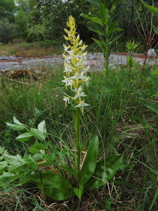 Platanthera bifolia subsp. latiflora - valkolehdokki subsp. pohjanvalkolehdokki on ketokasvupaikoillaan keskimääräisesti lyhyempi ja suhteellisesti tanakampi kuin metsämailla. A, Lemland, Herröskatan, luonnonsuojelualue, kallioketoalue, 13.6.2014. Copyright Hannu Kämäräinen.