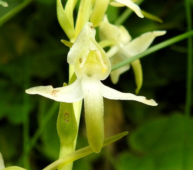 Platanthera chlorantha - keltalehdokin huulen tyvi ja sivulle suuntautuvat kehälehdet ovat yleensä aivan tai lähes valkoiset ja heijastavat hämärässä hyvin valoa yöperhosille. Sivulla olevat kehälehdet ovat yökkösille tärkeä kiinnittymiskohta. Ne roikkuvat niissä etujaloistaan samalla, kun työntävät imukärsänsä huulen kannustorveen. Kuvan kukastakin siitepölymyhkyt ovat lähteneet kiinnittyneinä yökkösen silmiin ja matkanneet toisten kukkien luoteille. A, Vårdö, Lövö, maantien luiska, 13.7.2017. Copyright Hannu Kämäräinen.