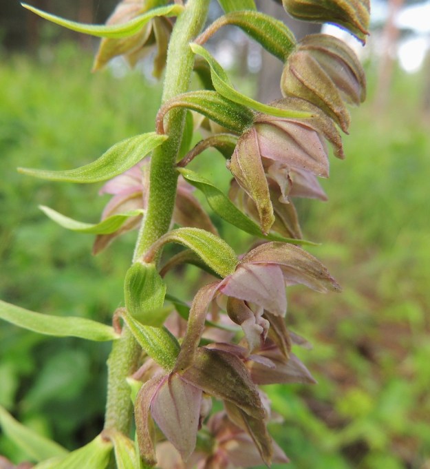 Epipactis helleborine subsp. helleborine - lehtoneidonvaippa subsp. metsäneidonvaippa on varren yläosasta lyhyesti valkokarvainen. Myös kukkaperä ja sikiäin ovat useimmiten karvaisia. Kuvassa näkyvät hyvin myös ulompien ja sisempien kehälehtien kerroksellisuus ja mittasuhteet. Ulommat kehälehdet ovat noin 10 mm ja sisemmät noin 8 mm pitkiä. EH, Tampere, Kaleva, Teiskontien varrella oleva pieni männikkö, 5.7.2013. Copyright Hannu Kämäräinen.
