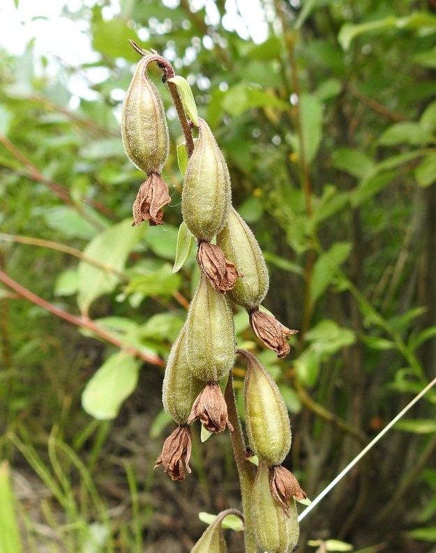 Epipactis palustris - suoneidonvaipan pölytystulos on usein lähes täydellinen ja varsi riippuu täynnä soikeita, vahvasuonisia ja noin 20 mm pitkiä kotahedelmiä. Ne aukeavat suonien vierestä ja pienenpienet siemenet leviävät tuulen ja virtaavan veden mukana. U, Inkoo, 4.8.2019. Copyright Hannu Kämäräinen.