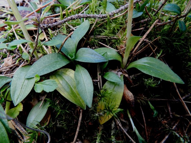 Goodyera repens - (havu)yövilkan lehtilapa on soikea, paksuhko ja noin 1-3,5 cm pitkä sekä leveimmältä kohtaa noin 0,7-1,5 cm leveä. Alemmissa lehdissä on varren ympärille kiertyvä ruoti. Lehden pääsuonitus on silposuoninen. Sen lisäksi lehden pinnalla näkyy verkkomainen suonitus. EH, Hämeenlinna, Loimalahti, Kolkanmäki, omakotialueen eteläpuolinen metsä, 20.8.2011. Copyright Hannu Kämäräinen.