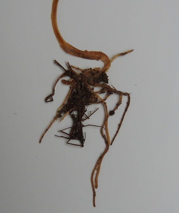 Neottia cordata (Listera cordata) - herttakaksikon varren tyvellä on 1-2 tuppimaista, lavatonta lehteä. Juurakko on vaakasuora ja monijuurinen. Se leviää sammalikon ja karikkeen joukossa muodostaen myös uusia kukkavarsia. PeP, Tornio, Kaakamo, Hirsikankaantien varsi, sekametsää kasvava kalliomaasto, 3.7.1994. Kuva näytteestä 13.9.2019. Copyright Hannu Kämäräinen.