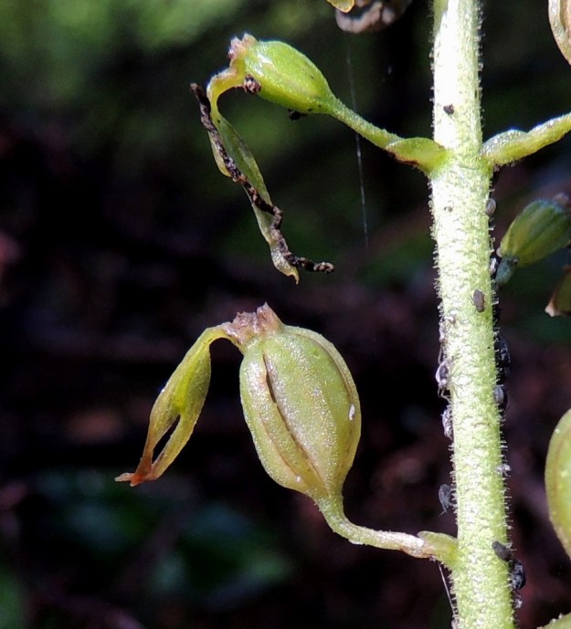 Neottia ovata (Listera ovata) - soikkokaksikon siemenkodassa on usein huuli jäljellä. Kota on pallomainen tai pitkänpyöreä ja vahvasuoninen. Se aukeaa suonten saumoista, kuten kuvassa on jo tapahtumassa ja runsaat, pölymäisen pienet, kevyet siemenet leviävät tuulen mukana. V, Salo, Suomusjärvi, Lemula, Lemulanrinne, 31.7.2015. Copyright Hannu Kämäräinen.