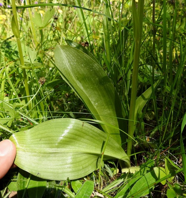 Platanthera chlorantha - keltalehdokin varren alaosassa on kaksi isohkoa, leveänsoikeaa tai hieman vastapuikeaa lehteä, jotka ovat molemmin puolin tasaisen vihreät. A, Lemland, Herröskatan, luonnonsuojelualue, lehtoniitty, YKJ 10.7.2017. Copyright Hannu Kämäräinen.