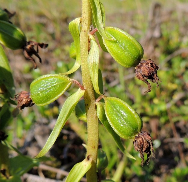 Epipactis helleborine subsp. helleborine - lehtoneidonvaippa subsp. metsäneidonvaippa saa yleensä valtaosan kukistaan kasvatettua hedelmäasteelle. Vain viimeisten latvakukkien kypsyttämiseen kodiksi ei tavallisesti riitä enää energiaa. Kota on nuokkuva, soikea, vahvasuoninen ja enemmän tai vähemmän lyhytkarvainen sekä noin 15 mm pitkä. ES, Lappeenranta, Mäntylä, Mäntylänmäki, luonnonsuojelualueen länsipuoli, 27.7.2016. Copyright Hannu Kämäräinen.