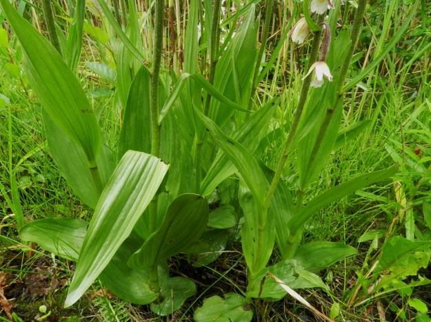 Epipactis palustris - suoneidonvaipan varsissa on 4-8 soikeaa - suikeaa ja teräväkärkistä lehteä, joiden pituus on yleensä 5-10 cm. Lehtien tyvi kiertyy varren ympäri. U, Inkoo, 15.7.2012. Copyright Hannu Kämäräinen.