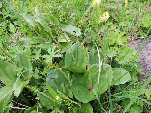 Neottia ovata (Listera ovata) - soikkokaksikon varressa, sen puolivälin alapuolella on kaksi vastakkaista tai lähes vastakkaista, leveänsoikeaa lehteä, joiden tyvi kiertyy varren ympäri. Niiden yläpuolella on yksi tai kaksi hyvin pientä varsilehteä. A, Lemland, Herröskatan, luonnonsuojelualue, koivikkoinen lehtoniitty, 30.5.2013. Copyright Hannu Kämäräinen.