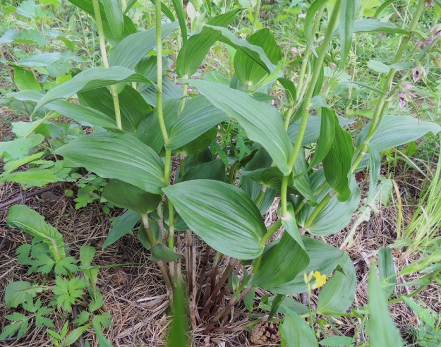 Epipactis helleborine subsp. helleborine - lehtoneidonvaippa subsp. metsäneidonvaippa kasvaa yksittäin tai varsikimppuina. Alimpana varrella on 3-5 tuppimaista, lavatonta ja varhain lakastuvaa lehteä. Lavallisia lehtiä on yleensä 5-10 ja ne ovat alempana leveänsoikeita ja ylempänä vähän kapeampia. Lehdet ovat lyhyttuppisia ja niiden tyvi kiertyy varren ympärille. Pituutta varsilehdillä on tavallisesti 5-10 cm. EH, Tampere, Kaleva, Teiskontien varrella oleva pieni männikkö, 5.7.2013. Copyright Hannu Kämäräinen.