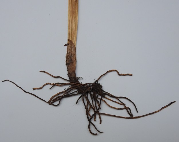 Neottia ovata (Listera ovata) - soikkokaksikon tyvellä on 2-3 tuppimaista, lavatonta ja ruskehtavaa lehteä. Juurakko on vaakasuora ja monijuurinen. Se levittäytyy hitaasti yhä laajemmalle alueelle ja synnyttää samaa yksilöä olevia tiheitä varsiryhmiä. A, Jomala, Knutsboda, Önningbyfjärdenin rantametsä Lemströmin kanavan eteläpuolella, 17.7.1995. Kuva näytteestä 12.9.2019. Copyright Hannu Kämäräinen.