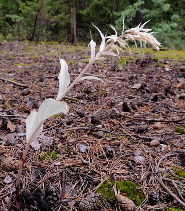 Epipactis helleborine subsp. helleborine - lehtoneidonvaippa subsp. metsäneidonvaippa kykenee elämään myös täysin sienijuurensa varassa niin, että sen versot ovat lehtivihreättömiä eivätkä näin ollen yhteytä ollenkaan. Ominaisuus säilyy koko elämänkierron ajan. Täydellisellä loisimisella on myös hintansa. Kuivina kesinä vähähumuksisilla kasvupaikoilla sienirihmastot kuivuvat ja loisijan ravinnonsaanti tyrehtyy. Tällöin kukintovarret kuihtuvat jo ennen kukintaa. Näin kävi myös kuvan neidonvaipalle. ES, Lappeenranta, Mäntylä, Mäntylänmäki, luonnonsuojelualue, 28.7.2015. Copyright Hannu Kämäräinen.