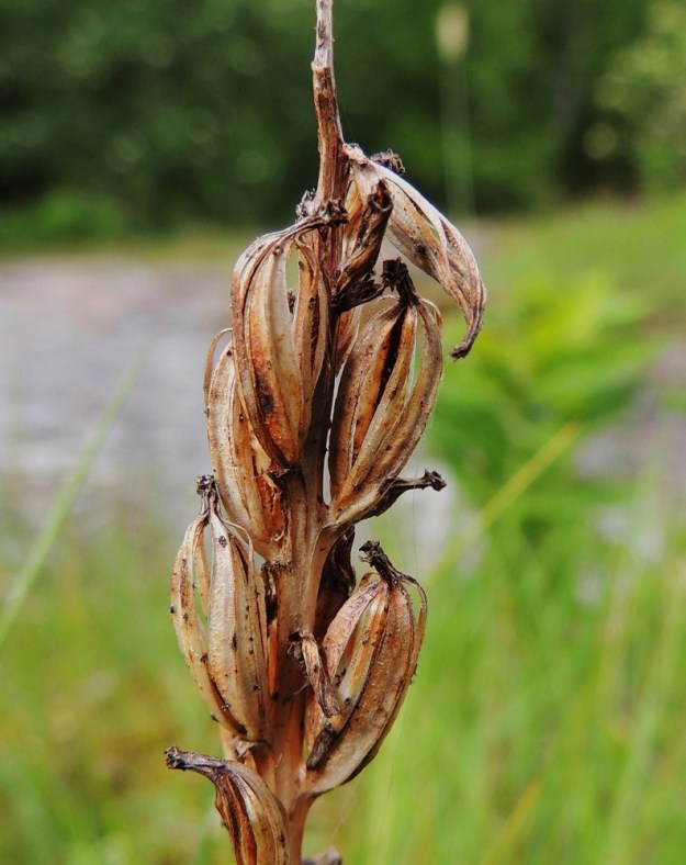 Platanthera bifolia subsp. latiflora - valkolehdokki subsp. pohjanvalkolehdokki saa tuoksunsa ja meden avulla kukkansa hyvin pölytettyä ja siemenkotia kehittyy runsaasti. Kota on noin 12-15 mm pitkä ja avautuu suonten vierestä, jolloin runsaat ja kevyet siemenet lähtevät lentoon kodan läpi puhaltavan tuulen matkassa. A, Lemland, Herröskatan, luonnonsuojelualue, kallioketoalue, 13.6.2014. Copyright Hannu Kämäräinen.