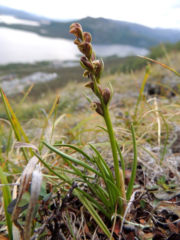 Chamorchis alpina - tunturiorhon ainoat suomalaiset, nykyiset kasvupaikat ovat Käsivarren ns. peukalossa Saanalla, jossa lajilla on puolisen tusinaa kasvustoa. Pienuutensa ja vaatimattomuutensa vuoksi sitä ei ole helppo havaita. Pituutta on vain noin 5-12 cm. EnL, Enontekiö, Kilpisjärvi, Saanan jyrkkä lounaisrinne, tunturipaljakkakangas, 625 m mpy, luonnonsuojelualue, 16.7.2013. Copyright Hannu Kämäräinen.