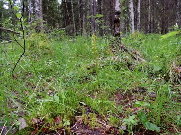 Corallorhiza trifida - harajuuri, taigaharajuuri suosii soistuvia, suhteellisen märkäpohjaisia metsiä ja korpia. Kuvan kasvupaikalla sillä näkyy oikeassa alakulmassa seuralaisena herttakaksikko, Neottia cordata. Kn, Puolanka, Väyrylä, Pahajärven eteläpuolella oleva luonnonsuojelualue, puronvarsikosteikko, 12.7.2015. Copyright Hannu Kämäräinen.