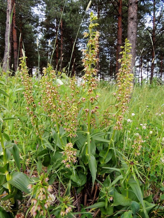 Epipactis helleborine subsp. helleborine - lehtoneidonvaippa subsp. metsäneidonvaippa kasvaa toisinaan monivartisina, tiheinä kasvustoina ja suosii ruohostopohjaisia metsämaita. Se ei näytä vierastavan "kaupunkielämääkään", kunhan muut kasvun edellytykset ovat kunnossa. EH, Tampere, Kaleva, Teiskontien varrella oleva pieni männikkö, 5.7.2013. Copyright Hannu Kämäräinen.