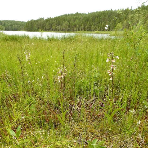 Epipactis palustris - suoneidonvaipalla on Suomessa reilut 30 esiintymää. Niistä vain kymmenkunta on Manner-Suomessa ja muut Ahvenanmaalla. Luontaisia kasvupaikkoja ovat letot sekä letto- ja rantaniityt. Kuvassa lettolaikulla seuralaisina mm. raate, Menyanthes trifoliata, luhtakuusio, Pedicularis palustris ja lettovilla, Eriophorum latifolium. PS, Joroinen, 12.7.2019. Copyright Hannu Kämäräinen.