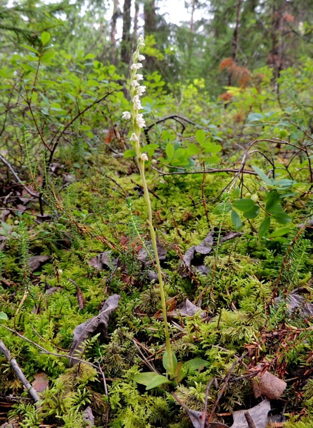 Goodyera repens - (havu)yövilkka on noin 10-30 cm korkea kämmekkä, jonka varsi on haaraton, hoikka, alaosastaan kalju ja ylempää tiheäkarvainen. ES, Lappeenranta, Mäntylä, Mäntylänmäen luonnonsuojelualue, metsäinen kalliomäki, 28.7.2015. Copyright Hannu Kämäräinen.