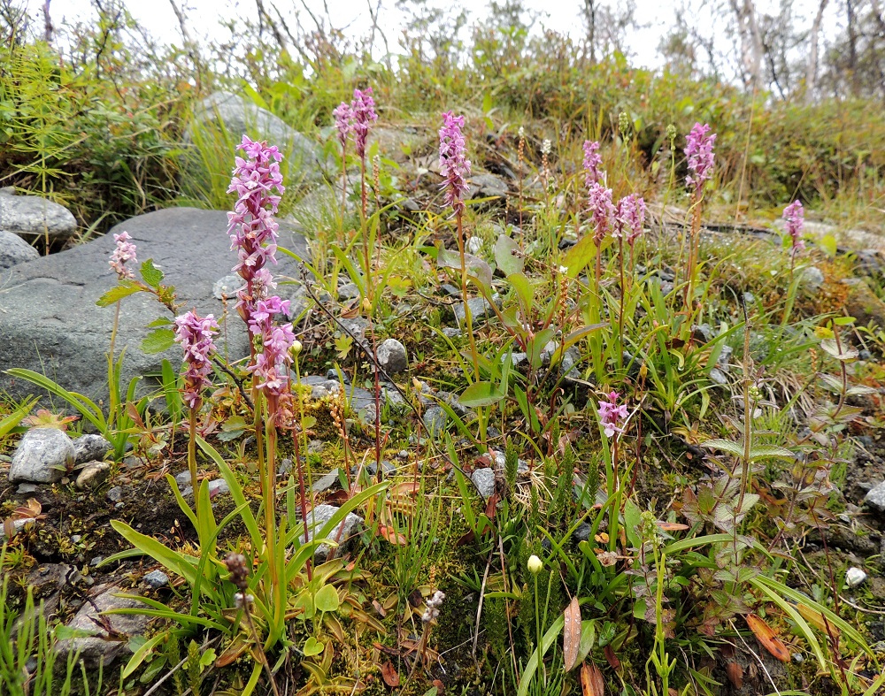 Gymnadenia conopsea subsp. alpina - lettokirkiruoho on pohjoinen kasvi, jonka kasvupaikkoina ovat nimensä mukaisesti letot, mutta se viihtyy myös monenlaisilla muilla kasvupaikoilla. Sen voi tavata mm. tunturi- ja puronvarsiniityiltä, tunturikoivikosta ja aivan paljakaltakin tihku- tai valuvetisiltä rinteiltä. Kuvassa seuralaisina ovat mm. (letto)mähkä, Selaginella selaginoides, pohjankarhunruoho, Tofieldia pusilla, nurmitatar, Bistorta vivipara ja suovilukko, Parnassia palustris. EnL, Enontekiö, Kilpisjärvi, retkeilykeskuksen ja leirintäalueen yläpuolisen tunturikoivikon alaraja, n. 515 m mpy, 19.7.2013. Copyright Hannu Kämäräinen.