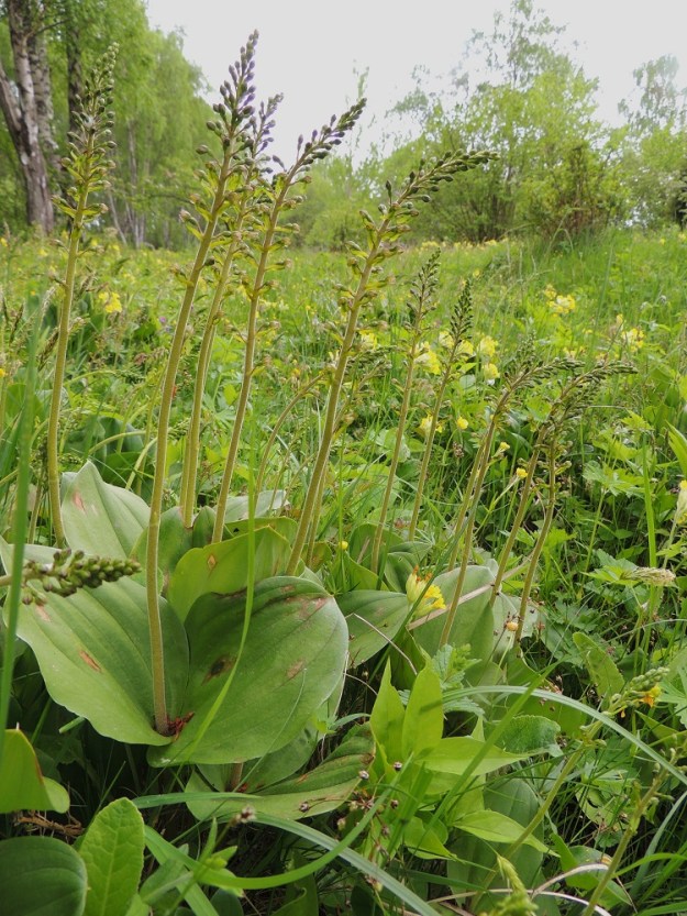 Neottia ovata (Listera ovata) - soikkokaksikon kevättä kevätsikkoa, Primula veris, pursuavalla lehtoniityllä. A, Lemland, Herröskatan, luonnonsuojelualue, koivikkoinen lehtoniitty, 30.5.2013. Copyright Hannu Kämäräinen.