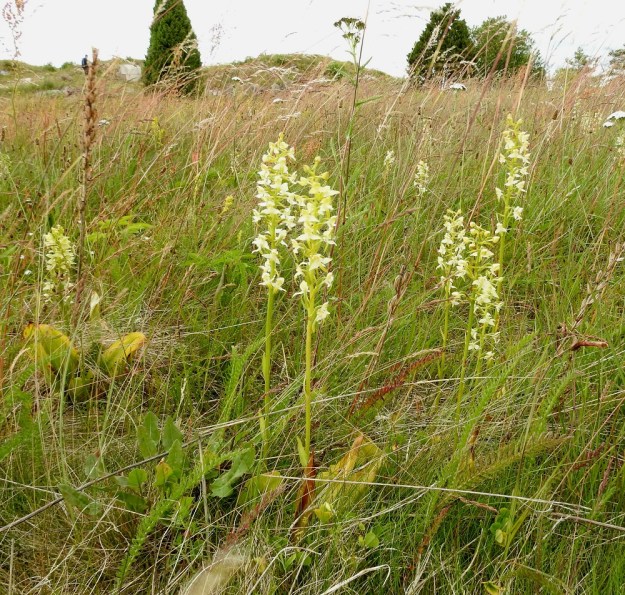Platanthera chlorantha - keltalehdokki näyttää viihtyvän yllättävän hyvin myös kuivahkolla niityllä. Alaosan isot lehdet melkein hukkuvat ruohikon sekaan. Varsissa on myös 1-3 pienempää, kapeaa ja teräväkärkistä lehteä. A, Sund, Bomarsund, Prästö, Barsneudden, Prästötornetin rauniokummun niittyalue, 13.7.2017. Copyright Hannu Kämäräinen.