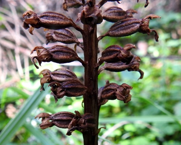 Neottia nidus-avis - linnunpesäjuuren siemenkota on soikea, vahvasuoninen ja noin 10 mm pitkä. Se avautuu pitkittäin suonien vierestä. Kuvassa osa suonista on jo raollaan. V, Salo, Suomusjärvi, Lemula, Lemulanrinne, luonnonsuojelualue, 15.8.2019. Copyright Hannu Kämäräinen.