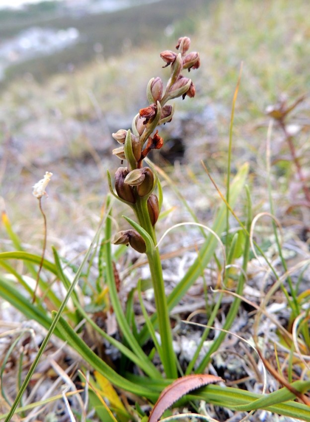Chamorchis alpina - tunturiorhon kukintotähkä on noin 2-3 cm pitkä ja siinä on noin 5-15 kukkaa (kuvassa 15). Kukinta etenee alhaalta ylöspäin. Alimmat ovat jo kehittymässä kodiksi, kun ylempänä vielä kukitaan. Kuvan yksilössä osa kukista on kuihtunut kesken kukinnan. EnL, Enontekiö, Kilpisjärvi, Saanan jyrkkä lounaisrinne, tunturipaljakkakangas, 625 m mpy, luonnonsuojelualue, 16.7.2013. Copyright Hannu Kämäräinen.