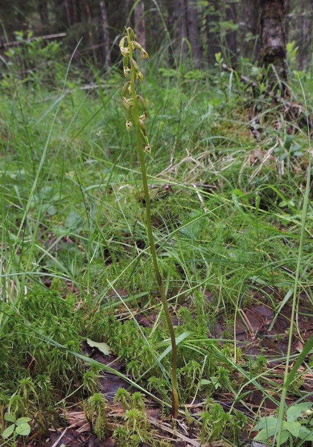 Corallorhiza trifida - harajuuri, taigaharajuuri on kukinta-aikaan lehtivihreätön täysloinen, joka sienikumppaninsa kautta loisii joitakin puuvartisia kasveja, mm. kuusta. Siinä vaiheessa, kun kodat alkavat kypsyä, se yhteyttää jonkin verran myös itse ja muuttuu vihreäksi. Varressa on kaksi tai kolme tuppimaista, lavatonta tai lähes lavatonta lehteä. Kn, Puolanka, Väyrylä, Pahajärven eteläpuolella oleva luonnonsuojelualue, puronvarsikosteikko, 12.7.2015. Copyright Hannu Kämäräinen.