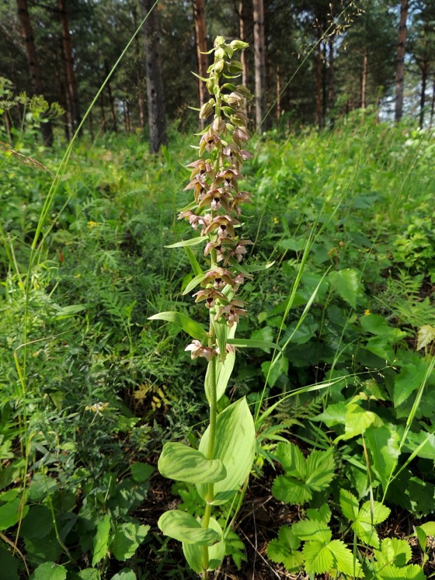 Epipactis helleborine subsp. helleborine - lehtoneidonvaippa subsp. metsäneidonvaippa on keskimääräisesti Suomen kookkain kämmekkä, jonka varsi voi kohota jopa metriin saakka. Sillä on 5-10 soikeaa varsilehteä, joiden pituus on 5-10 cm. Kukkien tukilehdet ovat kukinnon alaosassa pitkiä ja lehtimäisiä. Kukinto on toispuoleinen, noin 10-30 cm pitkä terttu, jossa on tavallisesti 20-60 kukkaa. EH, Tampere, Kaleva, Teiskontien varrella oleva pieni männikkö, 5.7.2013. Copyright Hannu Kämäräinen.