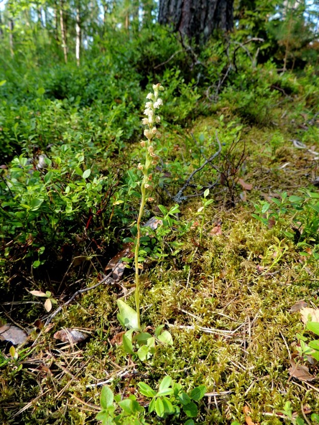 Goodyera repens - (havu)yövilkka viihtyy hyvin mustikan, Vaccinium myrtillus, seuralaisena ja se kukkii samoihin aikoihin mustikan marjomisen kanssa. Usein yövilkan huomaakin juuri mustikoita poimiessaan. EH, Hämeenlinna, Loimalahti, Alajärven pohjoispuolella oleva Sammonmäki, 24.7.2014. Copyright Hannu Kämäräinen.