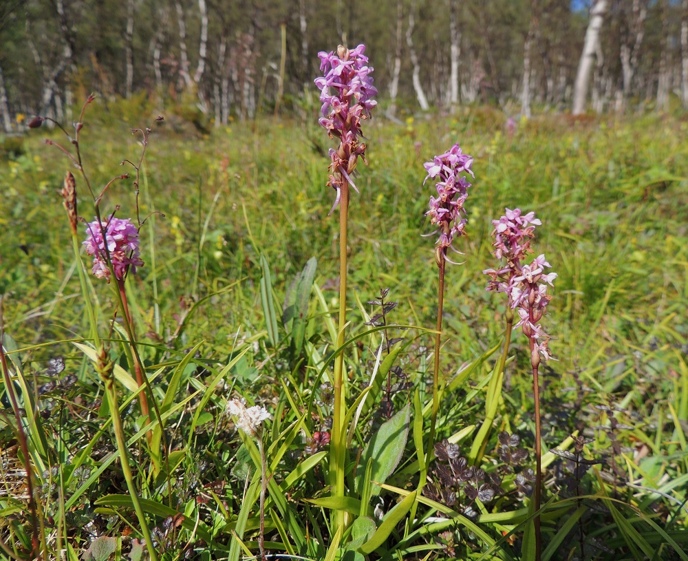 Gymnadenia conopsea subsp. alpina - lettokirkiruoho kasvaa lettojen lisäksi mm. puronvarsiniityillä. EnL, Enontekiö, Kilpisjärvi, Saanan kaakkoispään lounainen alarinne, Käsivarrentieltä (tie 21) loivasti Saanaa kohti nouseva tunturikoivikkorinne, 595 m mpy, 16.7.2013. Copyright Hannu Kämäräinen.
