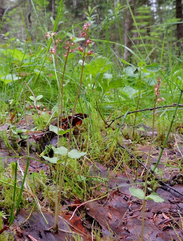 Neottia cordata (Listera cordata) - herttakaksikko on hento, 10-25 cm korkea kämmekkä, jolla nimensä mukaisesti on noin varren puolivälissä tai vähän sen alapuolella herttamainen lehtipari. Herttakaksikon juuristo leviää hitaasti rönsyten sammalikossa ja karikkeessa muodostaen jälkisilmuja, joista versoo uusia, samaan yksilöön kuuluvia kasveja. Kn, Puolanka, Väyrylä, Pahajärven eteläpuolella oleva luonnonsuojelualue, puronvarsikosteikko, 12.7.2015. Copyright Hannu Kämäräinen.