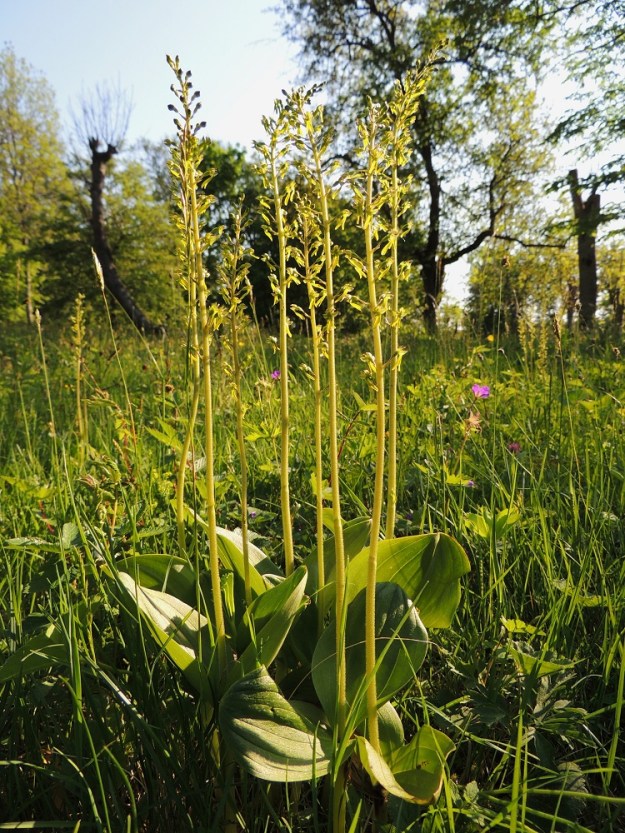 Neottia ovata (Listera ovata) - soikkokaksikko kasvaa hyvillä kasvupaikoilla yleensä tiheinä varsiryhminä. Lajilla on laajeneva juurakko ja lähekkäiset varret ovat suurella todennäköisyydellä samaa yksilöä. A, Jomala, Ramsholmen, luonnonsuojelualue, lupikkaniitty, 7.6.2014. Copyright Hannu Kämäräinen.