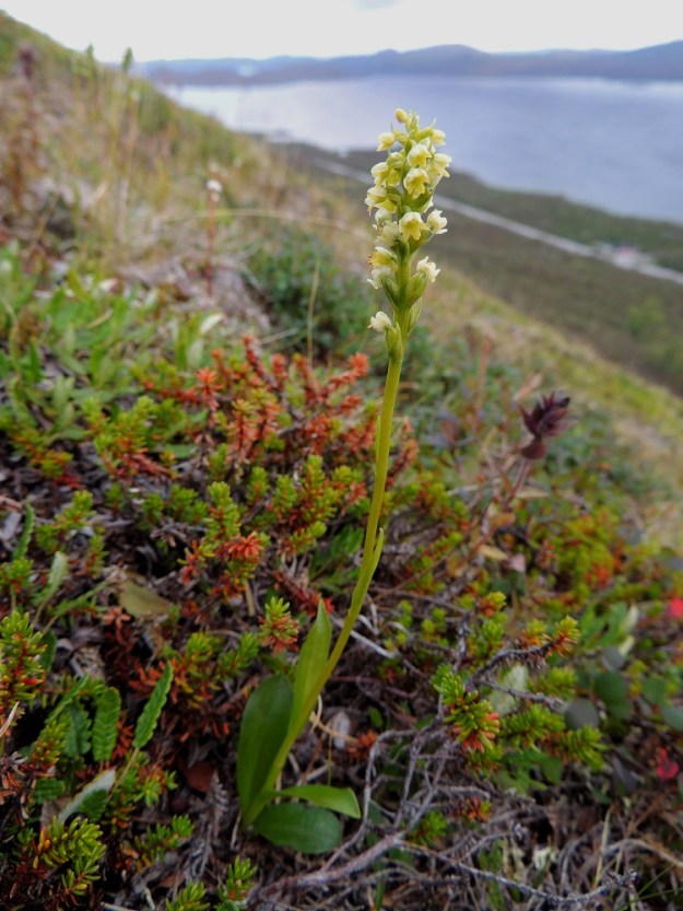 Pseudorchis straminea (P. albida subsp. straminea) - tunturivalkokämmekkä on noin 10-25 cm korkea. Sen varsi ja lehdet ovat vihreitä tai vihreänkellertäviä. Lehtiä on yleensä 3-6 ja ne painottuvat varren alaosaan. Ylempänä on tavallisesti pari muita selvästi pienempää ja kapeampaa lehteä. EnL, Enontekiö, Kilpisjärvi, Saanan jyrkkä lounaisrinne, tunturikoivikon yläpuolinen paljakkakangas retkeilykeskuksen ja leirintäalueen kohdalla, luonnonsuojelualue, 625 m mpy, 16.7.2013. Copyright Hannu Kämäräinen.