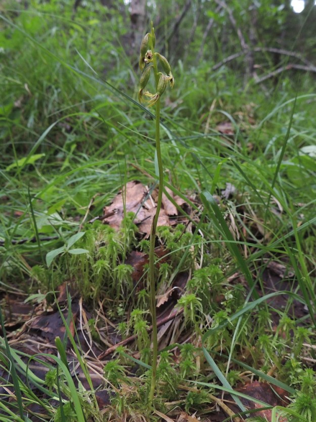 Corallorhiza trifida - harajuuri, taigaharajuuri maastoutuu hyvin ympäristöönsä. Lehdettömänä se on kuin yksittäinen korsi pystyssä ja jää pienten, vaatimattomien kukkiensa vuoksi helposti huomaamatta. Havaitsemista ei ainakaan helpota se, että varret kasvavat usein yksittäin tai kaukana toisistaan. Kn, Puolanka, Väyrylä, Pahajärven eteläpuolella oleva luonnonsuojelualue, puronvarsikosteikko, 12.7.2015. Copyright Hannu Kämäräinen.