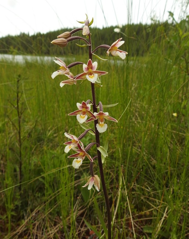 Epipactis palustris - suoneidonvaipan kukintoterttu on harsu, toispuoleinen ja noin 5-15 cm pitkä. Siinä on kukkia tavallisesti 5-20. Ainakin varren yläosa on tavallisesti ruskeanvioletti. PS, Joroinen, 12.7.2019. Copyright Hannu Kämäräinen.