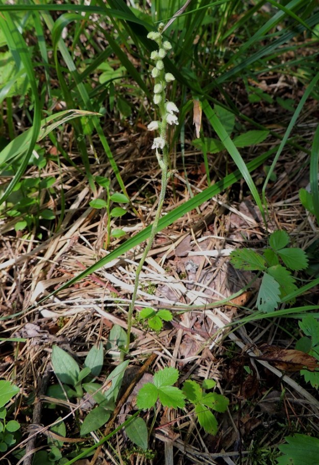 Goodyera repens - (havu)yövilkka kasvattaa ruusukkeeseensa vuosittain kolme lehteä. Kukin lehti talvehtii yleensä kaksi kertaa ennen lakastumistaan. Laajeneva juurakko synnyttää vierustalle uusia ruusukkeita. Ruusukevaihe kestää noin kolme vuotta, jonka jälkeen kasvaa kukkavarsi. EH, Hattula, Takajärvi, järven pohjoispuoli, Lintusaaren koillispuolinen harju, 23.7.2014. Copyright Hannu Kämäräinen.