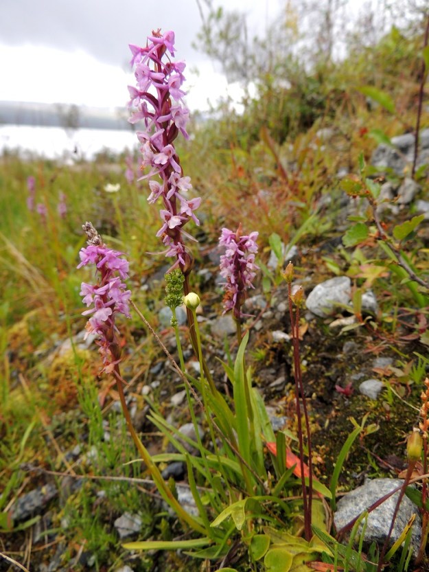 Gymnadenia conopsea subsp. alpina - lettokirkiruoho on noin 15-30 cm korkea. Sen kukintotähkä on tavallisesti noin 3-7 cm pitkä ja noin 1-2 cm leveä sekä yleensä noin 15-30-kukkainen. Kuvassa seuralaisina juurella pohjankarhunruoho, Tofieldia pusilla, suovilukko, Parnassia palustris ja siniyökönlehti, Pinguicula vulgaris. EnL, Enontekiö, Kilpisjärvi, retkeilykeskuksen ja leirintäalueen pohjoispuolisen tunturikoivikon alaraja, 19.7.2013. Copyright Hannu Kämäräinen.