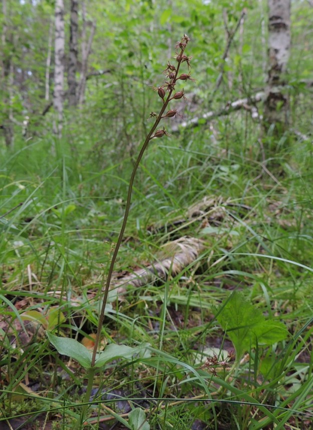 Neottia cordata (Listera cordata) - herttakaksikko suosii soistuvia kuusikkoja ja korpien reunuksia. Sen voi tavata myös lehdoista, puronvarsilta, tunturikoivikoista ja joskus jopa mäntykankailta. Kn, Puolanka, Väyrylä, Pahajärven eteläpuolella oleva luonnonsuojelualue, puronvarsikosteikko, 12.7.2015. Copyright Hannu Kämäräinen.