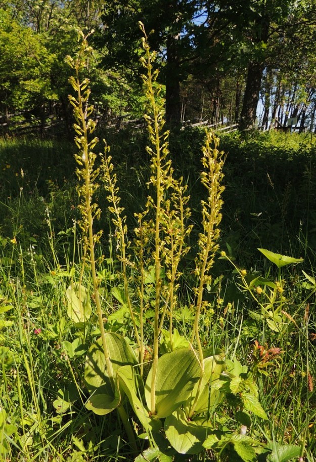 Neottia ovata (Listera ovata) - soikkokaksikko ei kukkiensa väreillä komeile. Vihreä kukintotähkä hukkuu helposti ympäröivään vihreyteen - myös pölyttäviltä hyönteisiltä. Kukkien erittämän tuoksun houkuttelemina ne löytävät kyllä nopeasti lähistölle. Tarkempi suunnistus on hitaampaa. Usein hyönteiset nousevat kukintoon kiipeämällä vartta pitkin ja siirtyvät siitä kukan huulelle. A, Jomala, Ramsholmen, luonnonsuojelualue, lupikkaniitty, 14.6.2014. Copyright Hannu Kämäräinen.